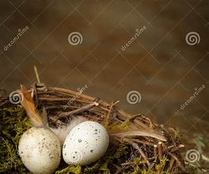 Two Speckled Eggs