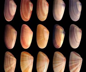 Variations Variations