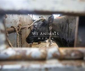 We Animals