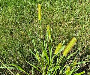 Weeds by Ruth McLeod-Kearns