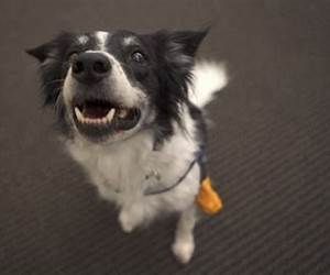 When Dogs Could Talk
