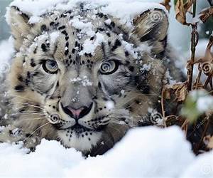 Where Snow Leopard Prowls: Wild Animals of Tibet