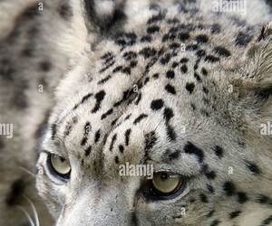 Where Snow Leopard Prowls: Wild Animals of Tibet Where Snow Leopard Prowls: Wild Animals of Tibet