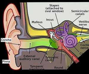 Why Can't I Hear That?: Pitch and Frequency (Exploring Sound) Why Can't I Hear That?: Pitch and Frequency (Exploring Sound)