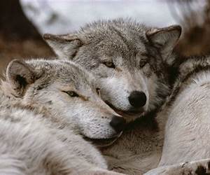 Wolf Bond (Lyric Hounds, #2)