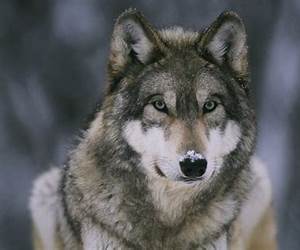 Wolf (Jack Caffery, #7) Wolf (Jack Caffery, #7)